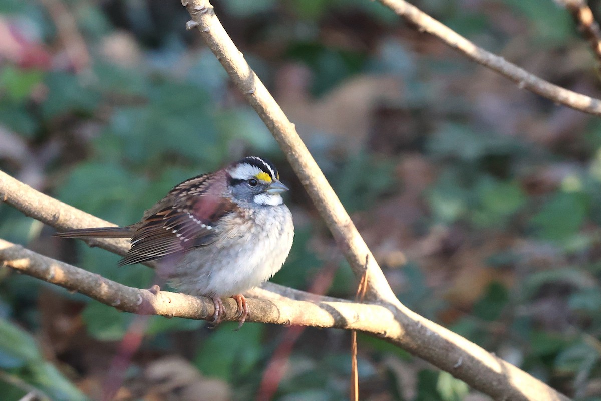 גיבתונית לבנת-גרון - ML647032615