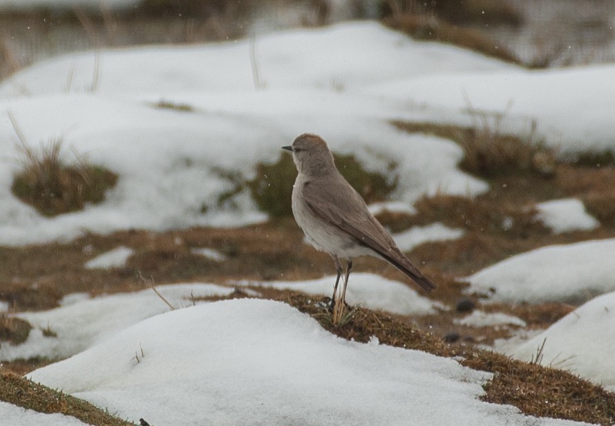 Puna Ground-Tyrant - ML647032617