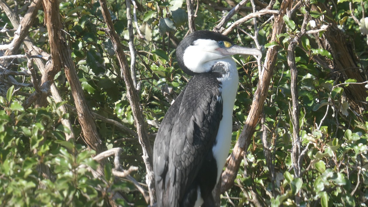 Spotted Shag - ML647032620