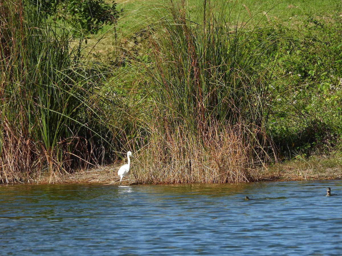 Чепура американська - ML647032623