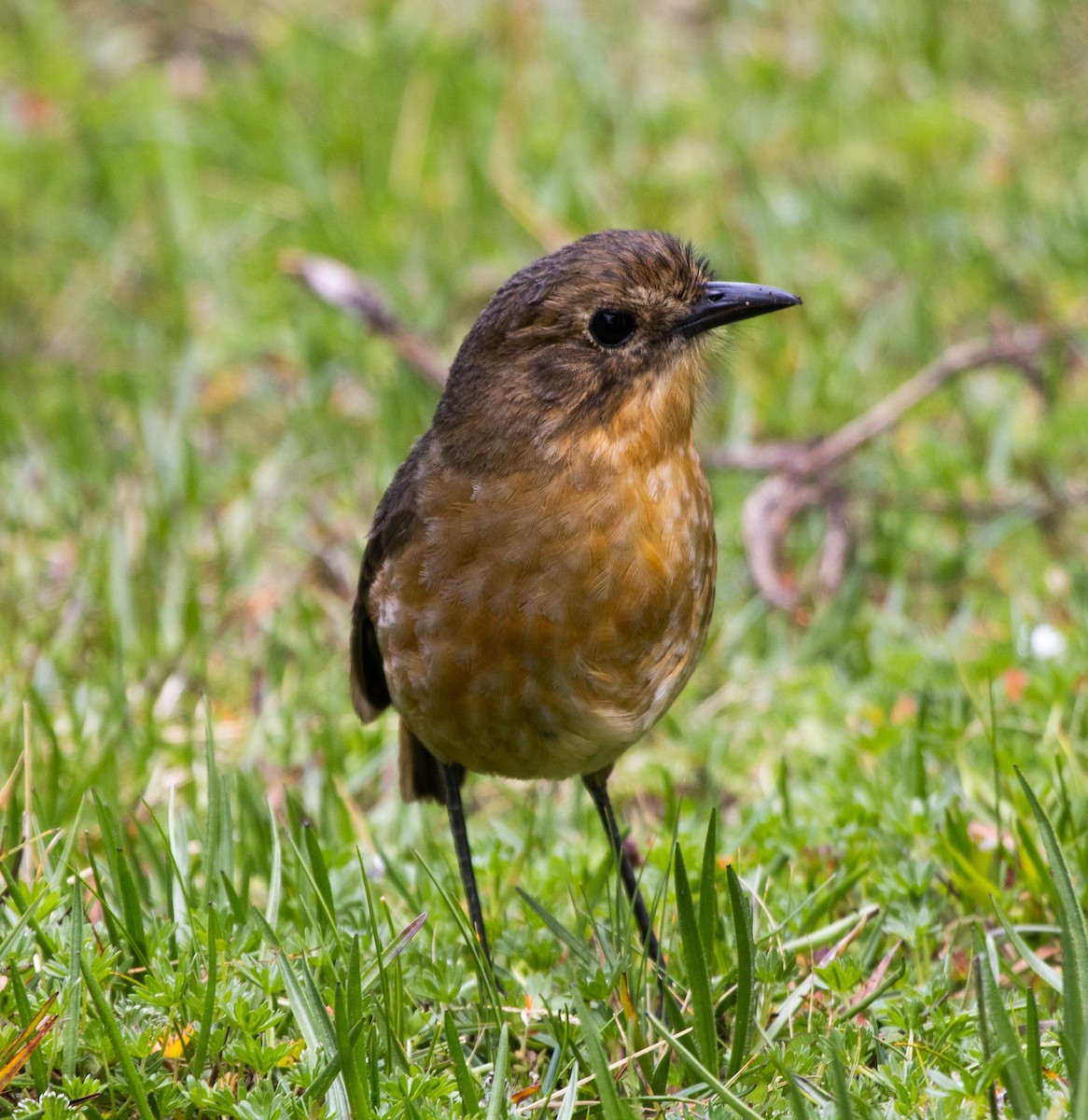 Tawny Antpitta - ML647032624