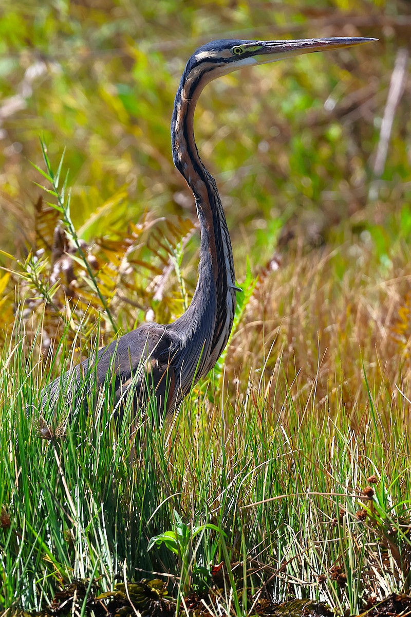 Purple Heron - ML647032626