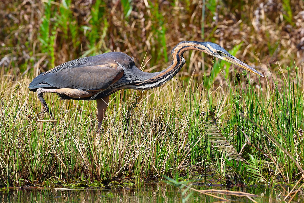 Purple Heron - ML647032627