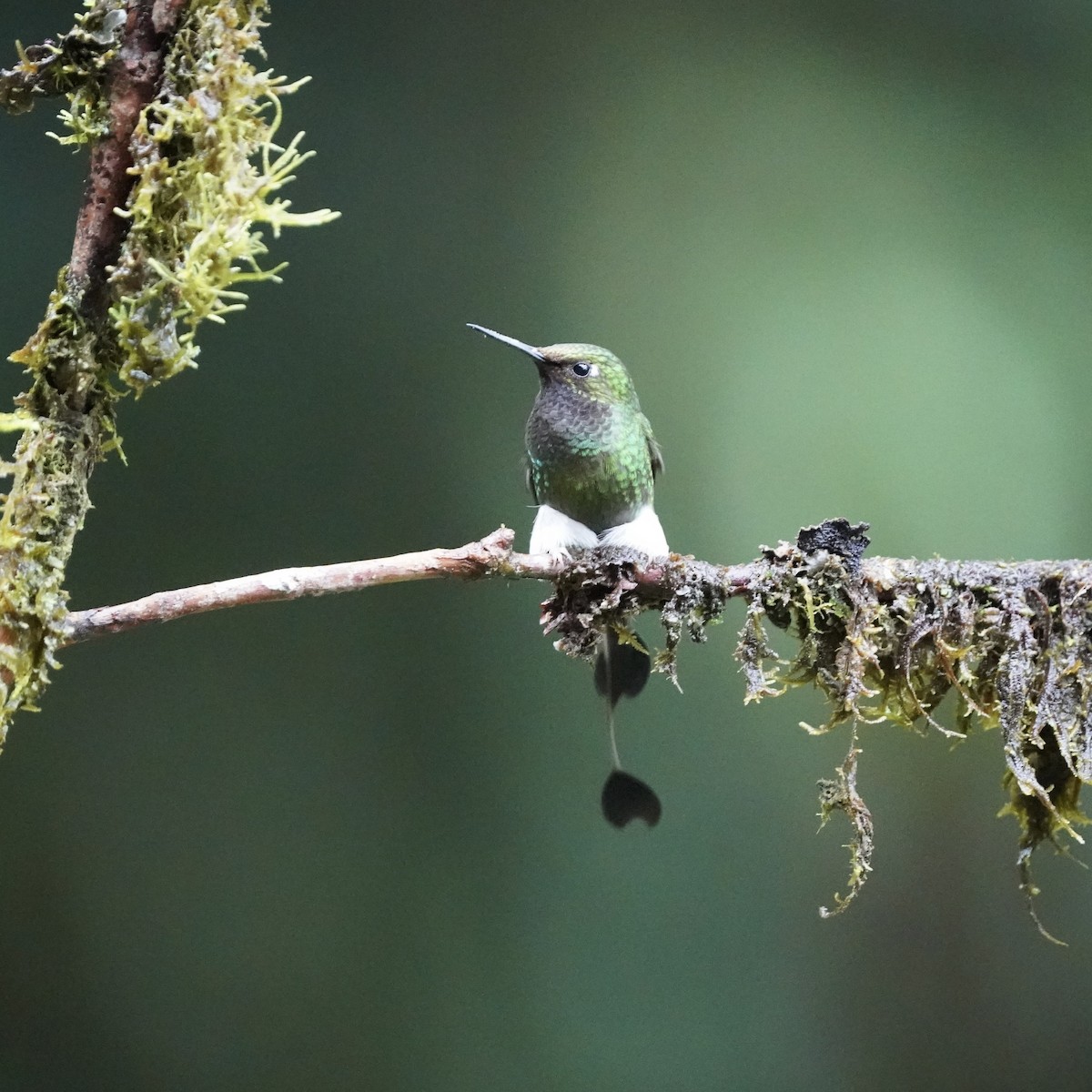 White-booted Racket-tail - ML647032628