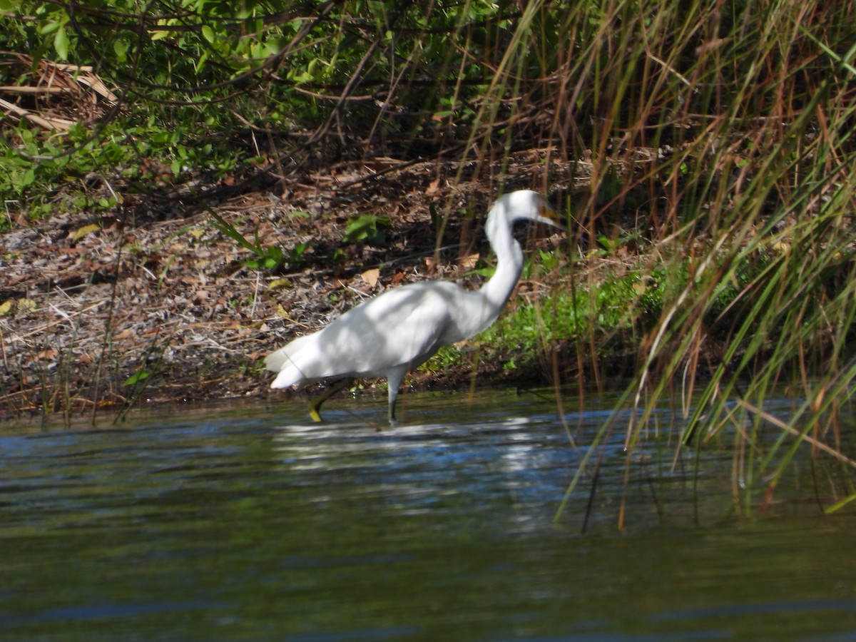 Чепура американська - ML647032631