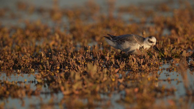 Плавунець плоскодзьобий - ML647032632
