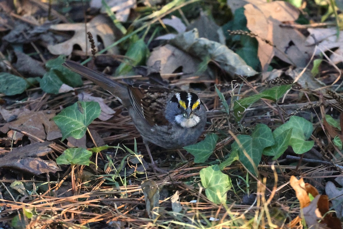 גיבתונית לבנת-גרון - ML647032635