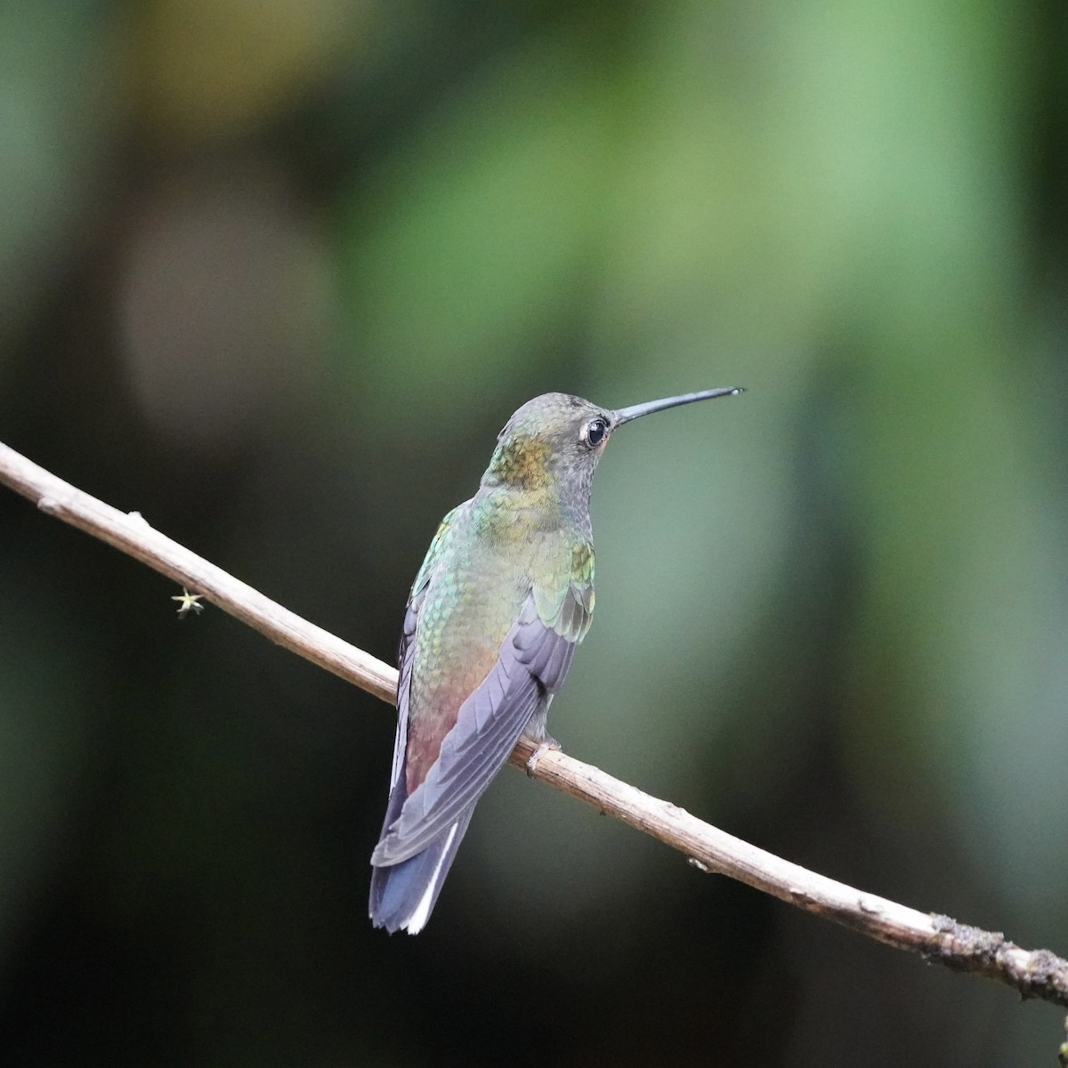 Rufous-gaped Hillstar - ML647032636