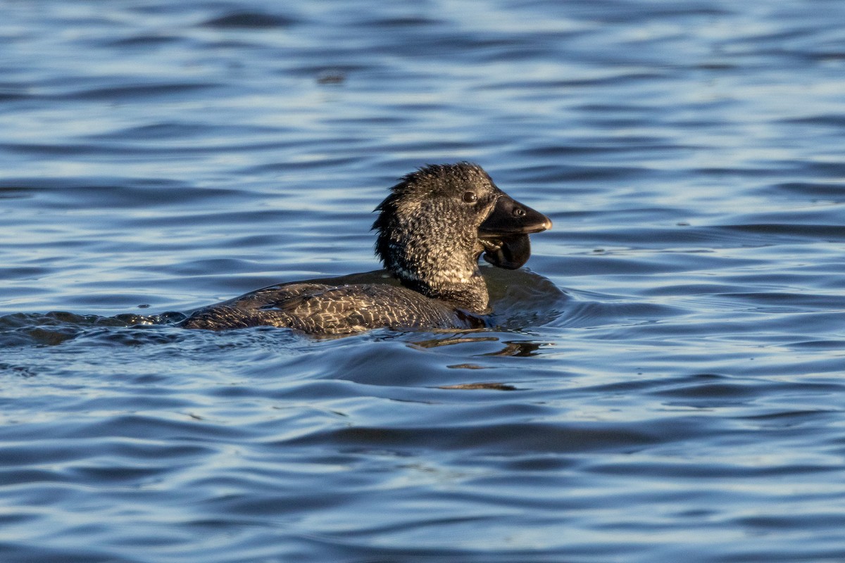 Лопастная утка - ML647032637