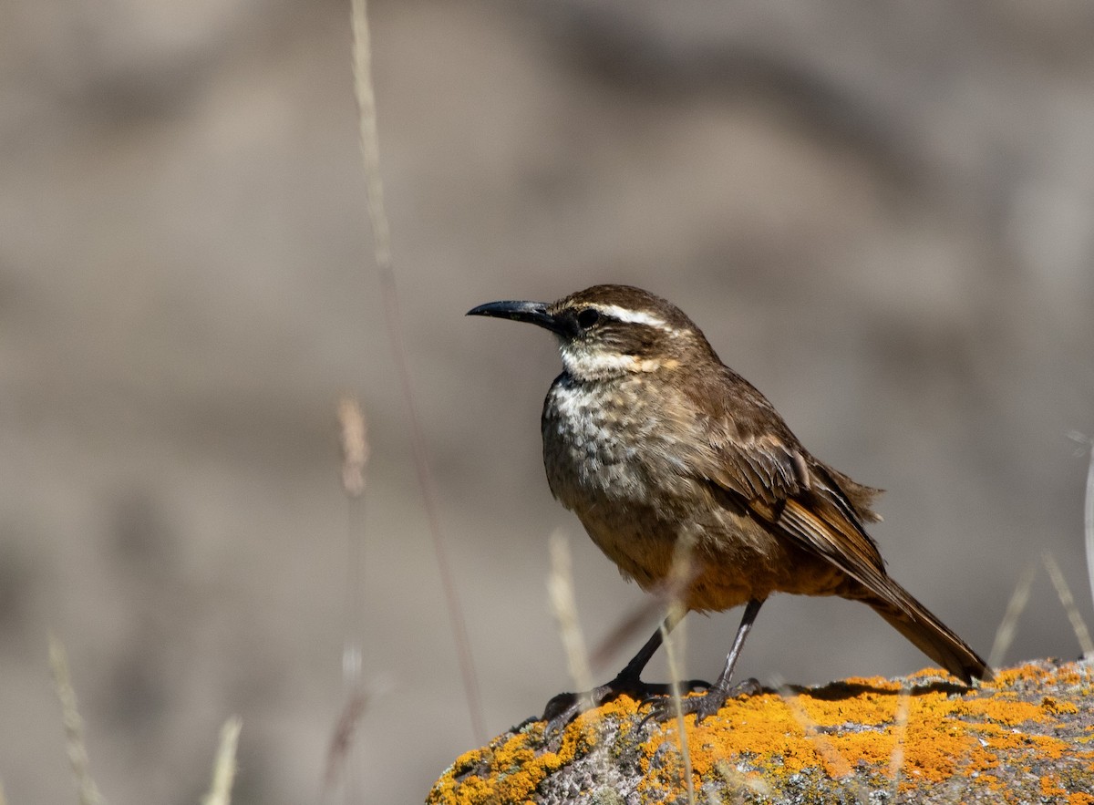 Stout-billed Cinclodes - ML647032638