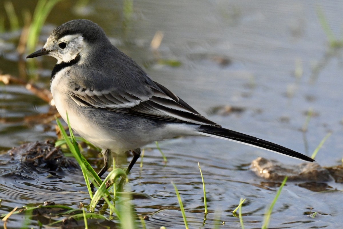 Плиска біла - ML647032643