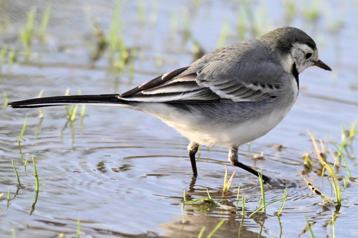 Плиска біла - ML647032644