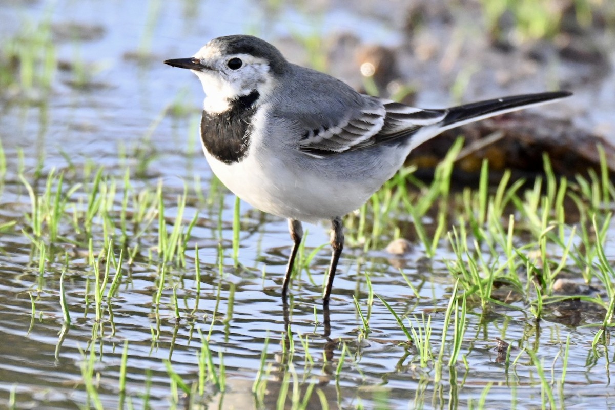 Плиска біла - ML647032645