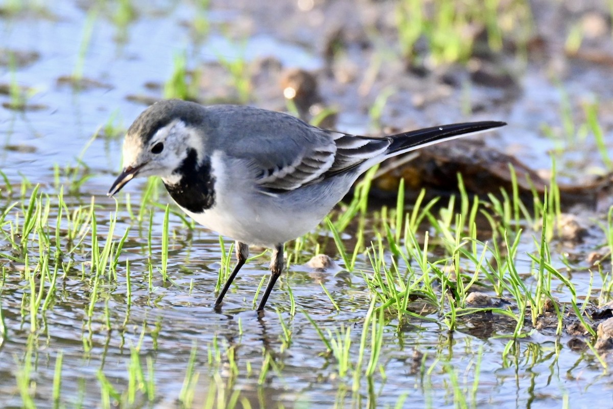 Плиска біла - ML647032646