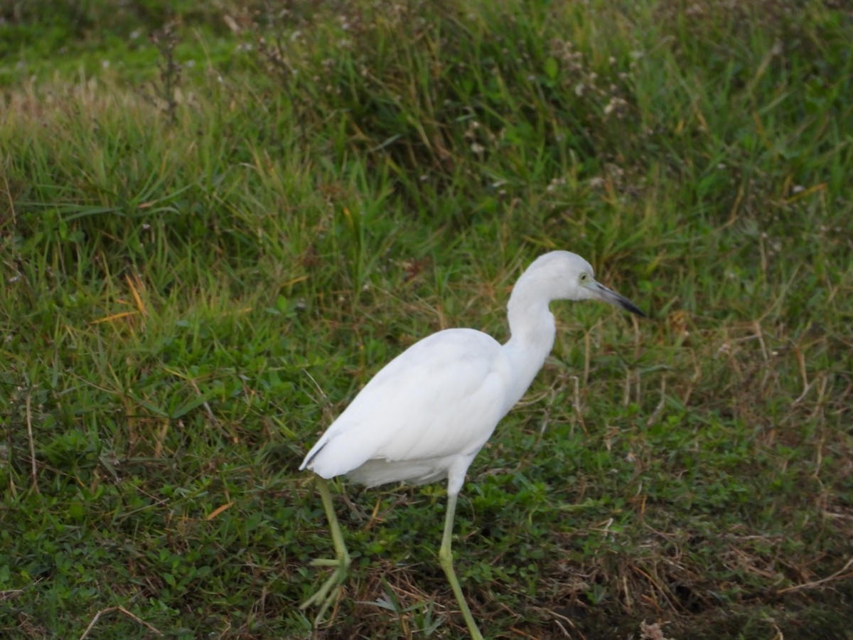 Чепура блакитна - ML647032648