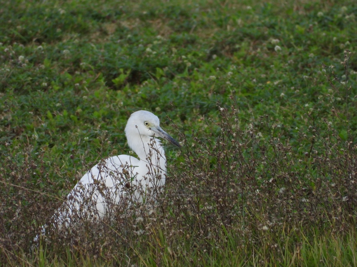 Чепура блакитна - ML647032649