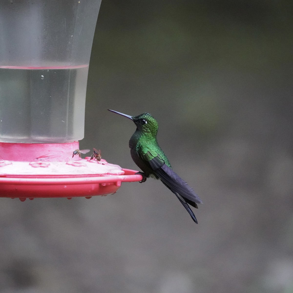 Green-crowned Brilliant - ML647032650