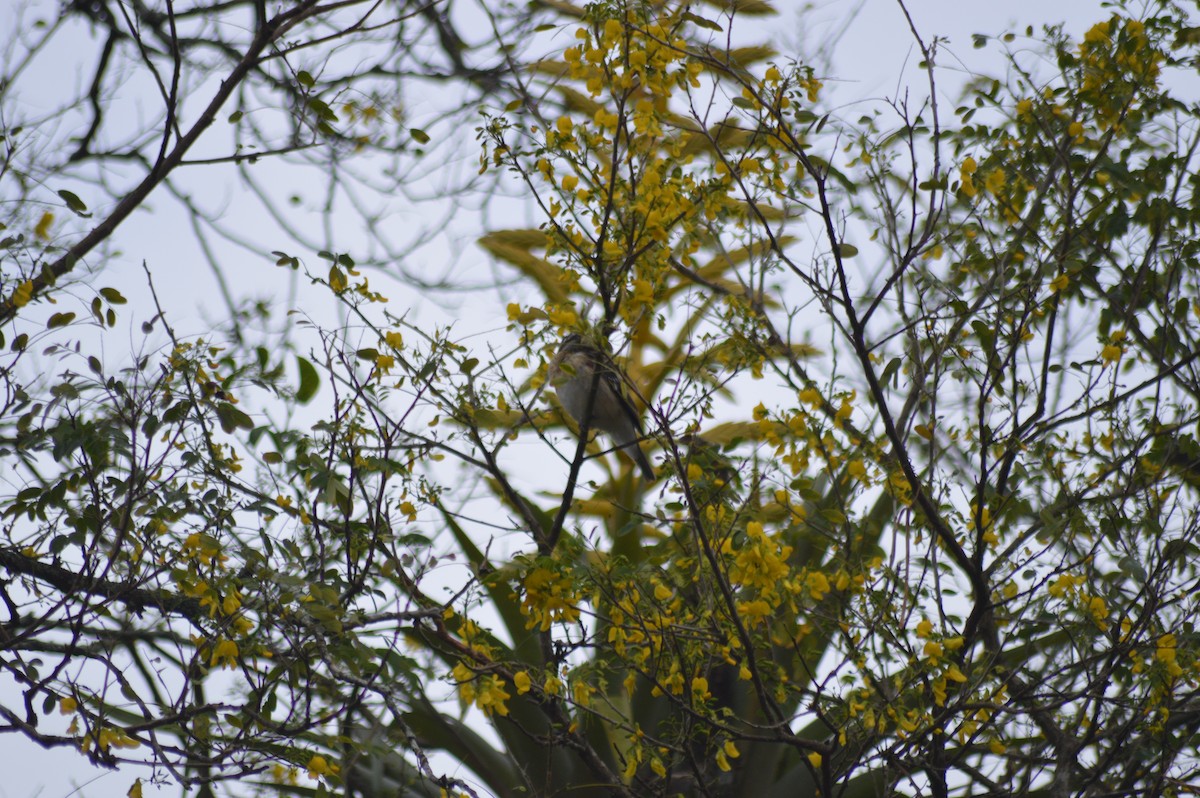 Rose-breasted Grosbeak - ML647032651