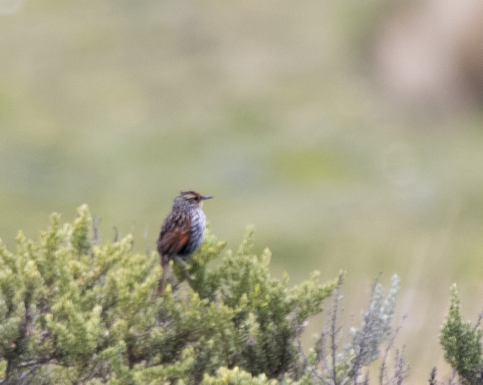 Many-striped Canastero - ML647032659