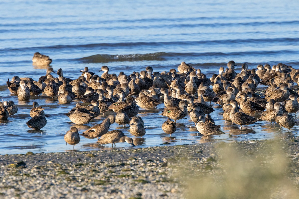 čírka bělohrdlá - ML647032661