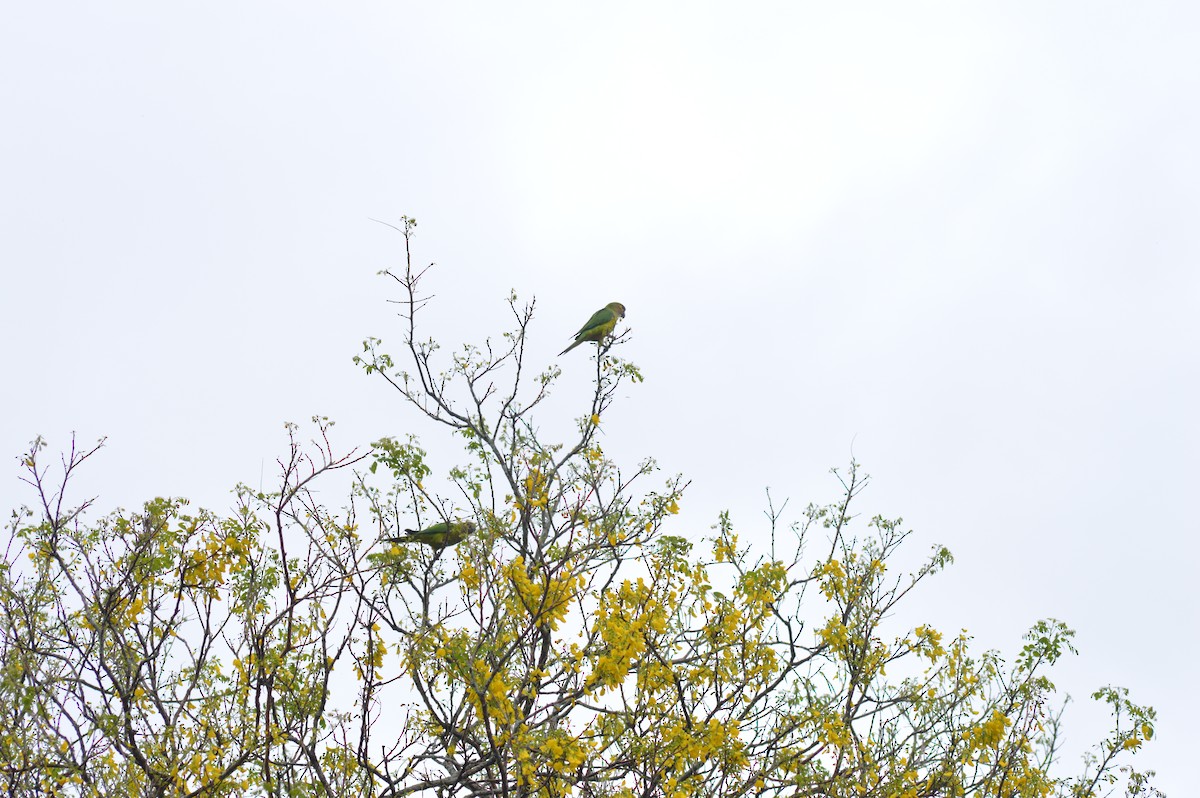 Brown-throated Parakeet - ML647032665