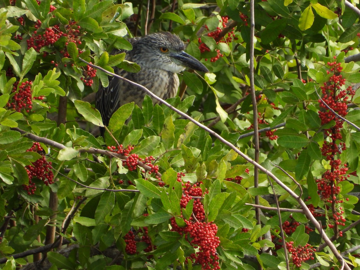 Квак чорногорлий - ML647032667