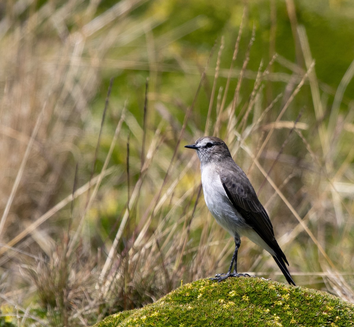 Plain-capped Ground-Tyrant - ML647032670