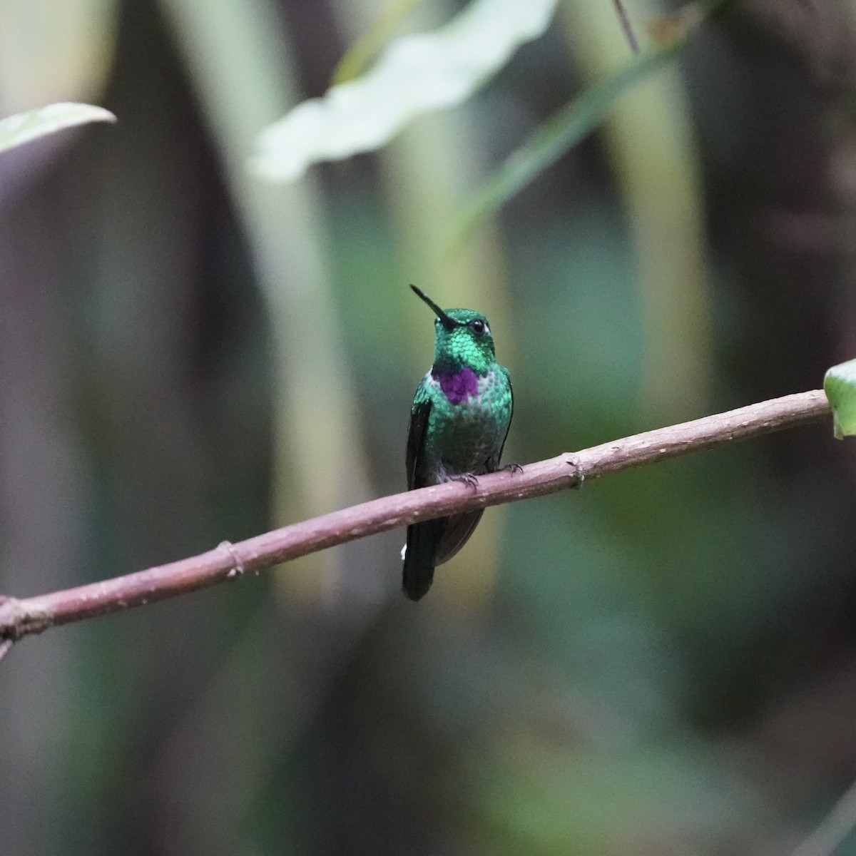 Purple-bibbed Whitetip - ML647032672
