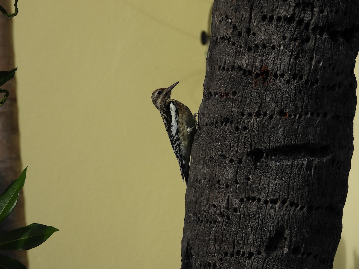 Дятел-смоктун жовточеревий - ML647032678