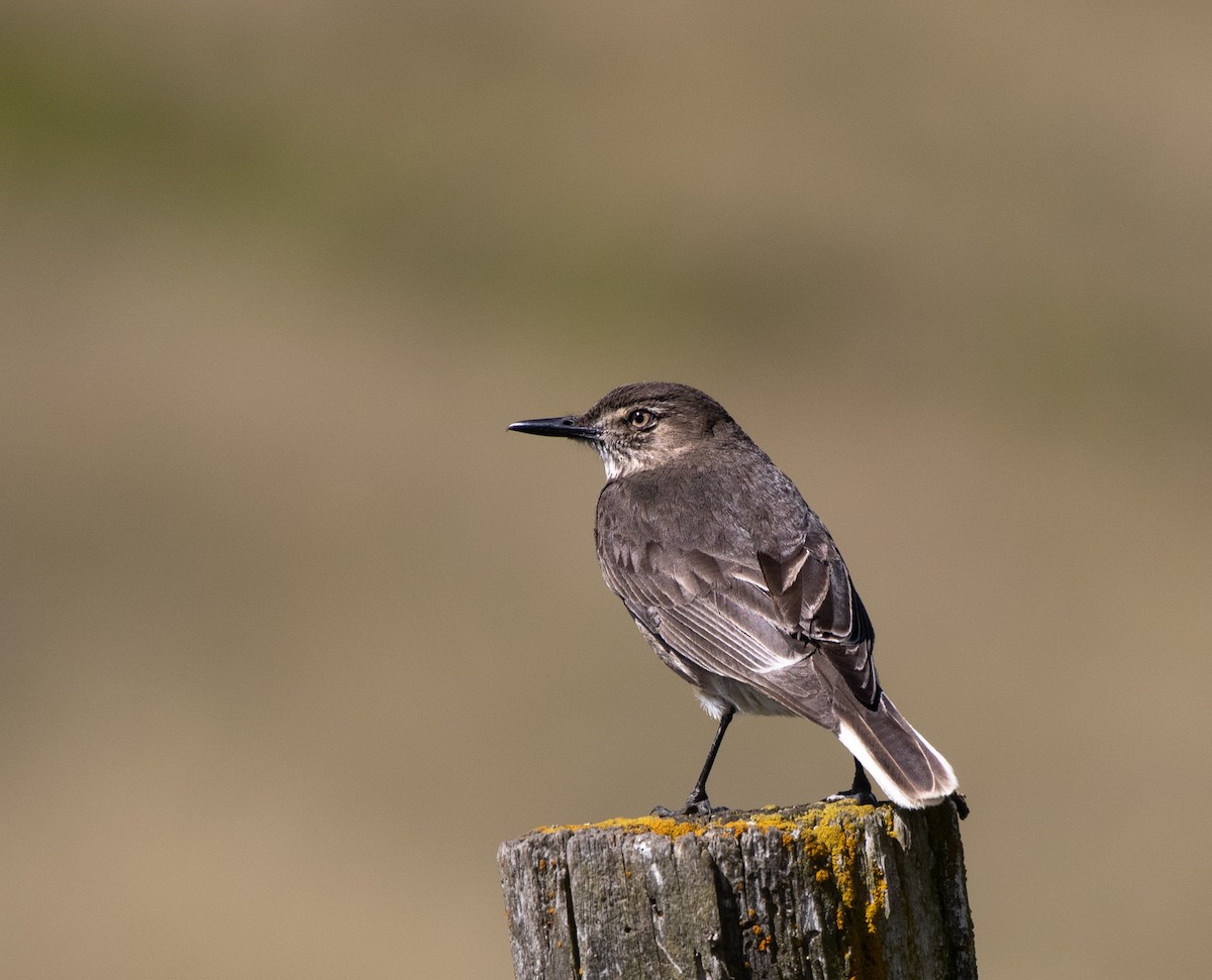 Black-billed Shrike-Tyrant - ML647032679