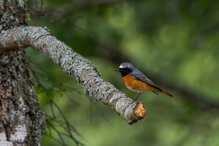 rødstjert - ML647032680