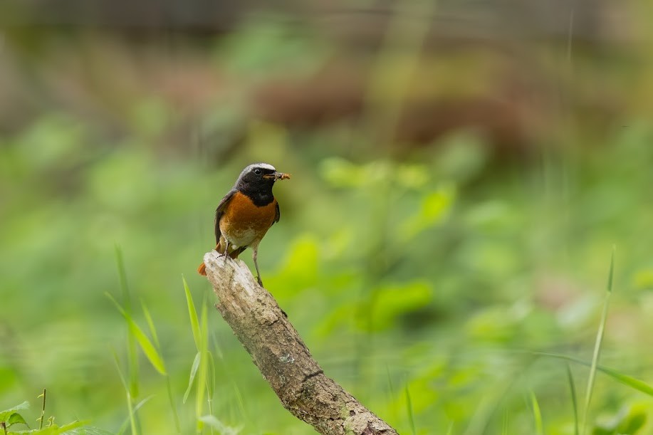 rødstjert - ML647032686