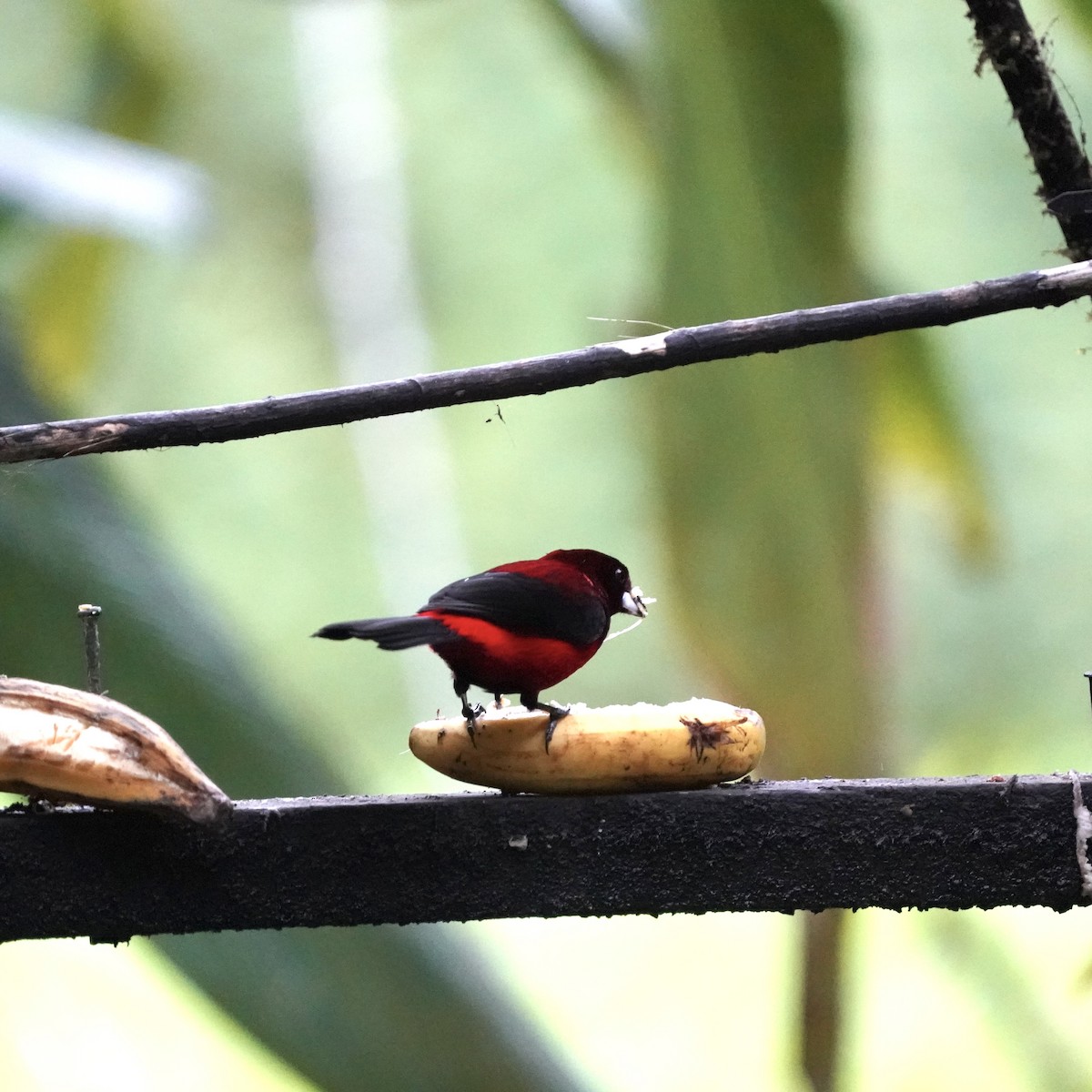 Crimson-backed Tanager - ML647032687