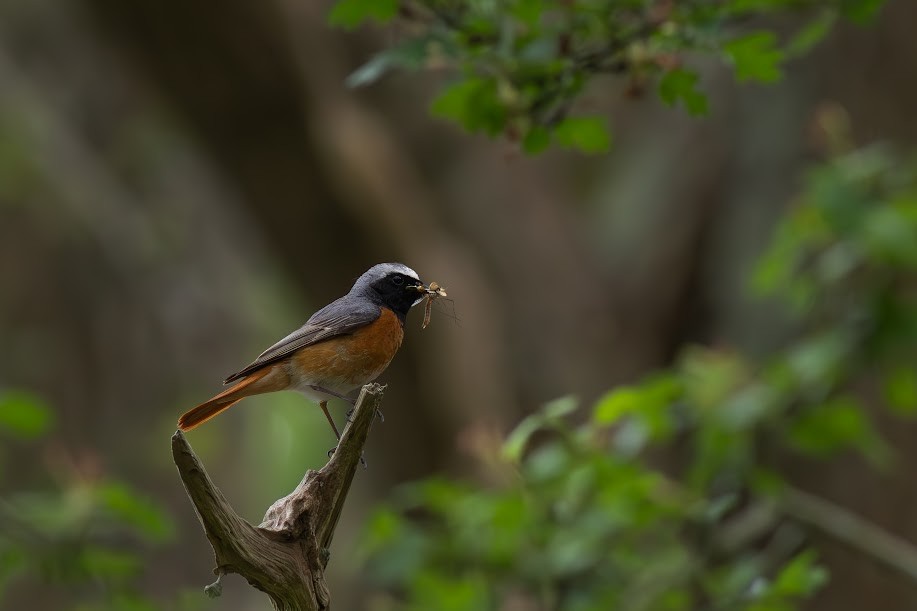 rødstjert - ML647032689