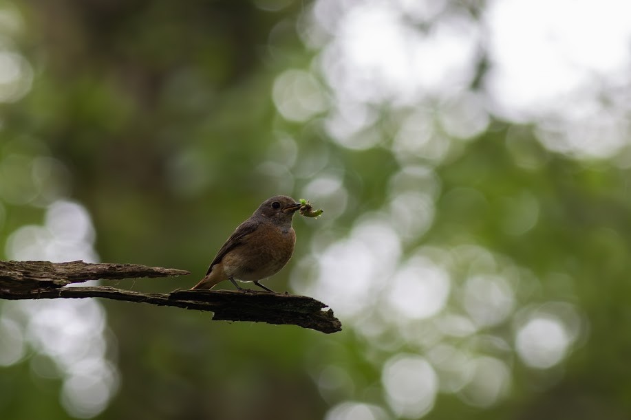 rødstjert - ML647032692