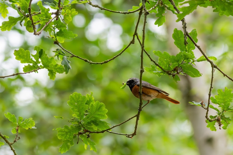 rødstjert - ML647032693