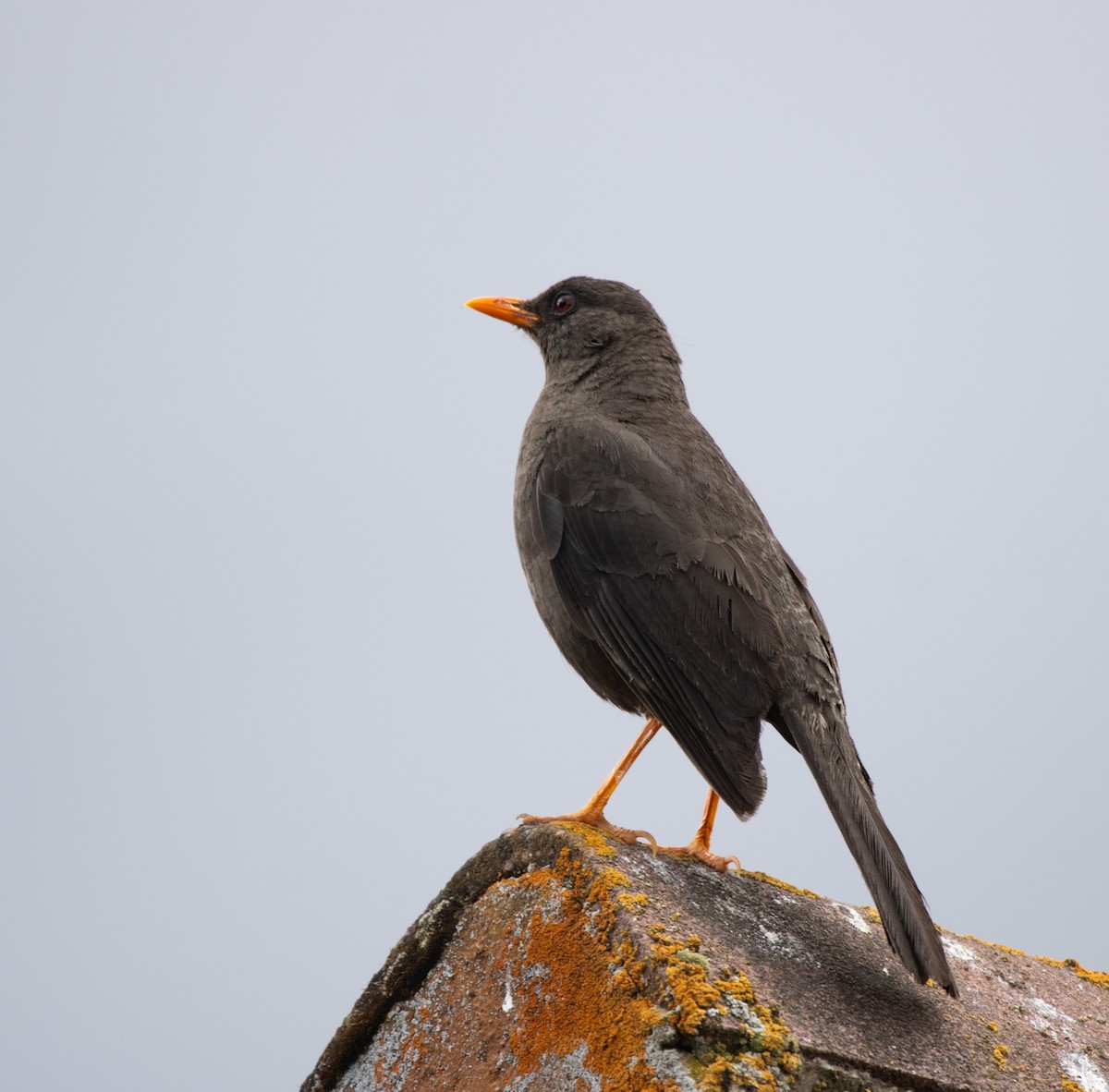 Great Thrush - ML647032694