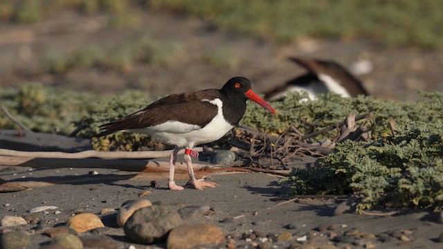 Кулик-сорока американський - ML647032695