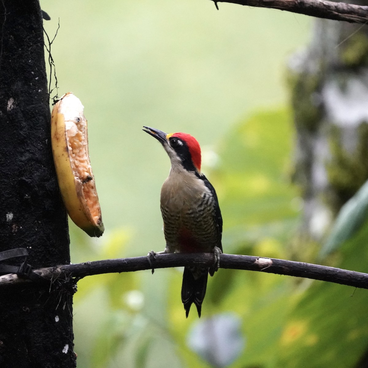 Black-cheeked Woodpecker - ML647032698