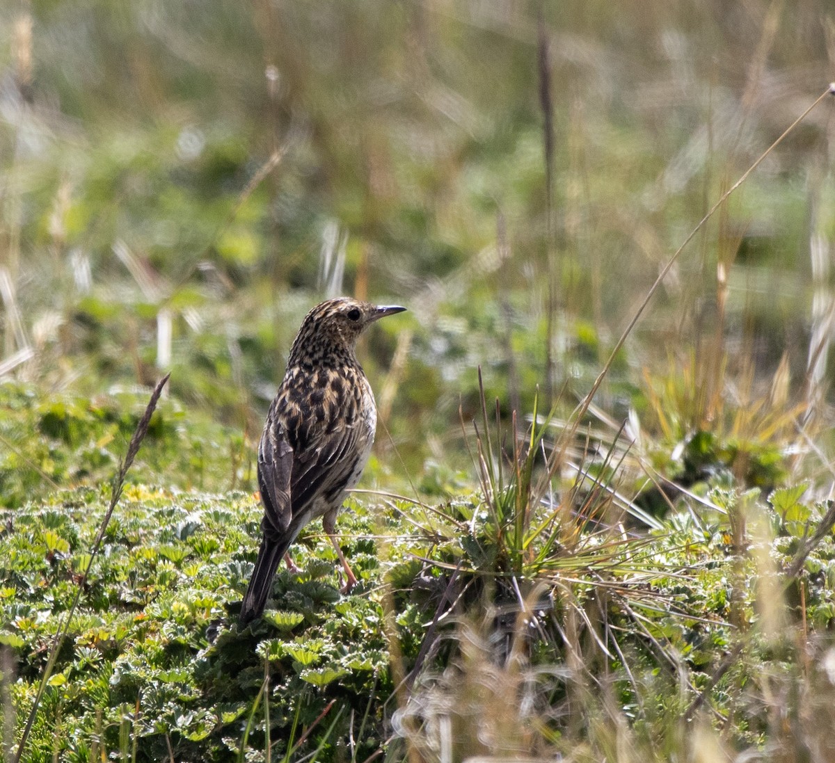 Paramo Pipit - ML647032699