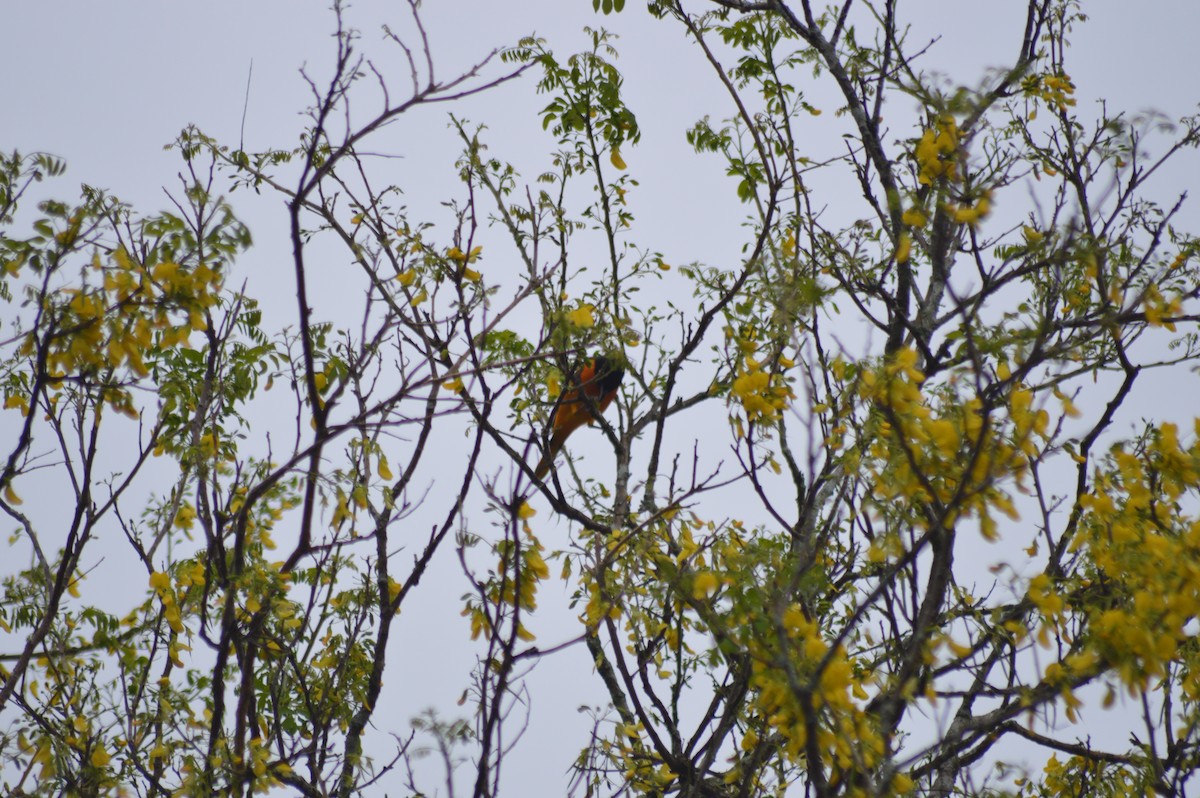 Baltimore Oriole - ML647032700
