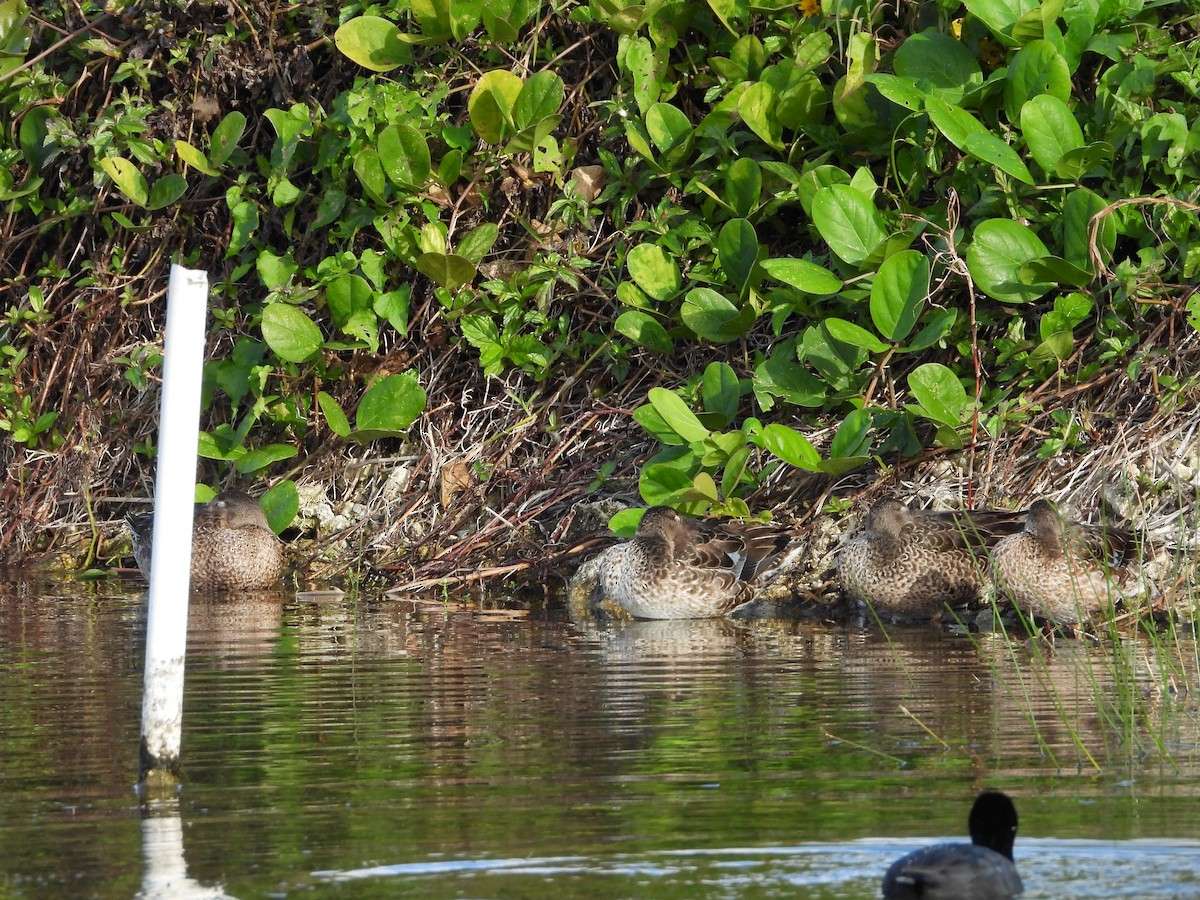 Чирянка блакитнокрила - ML647032701