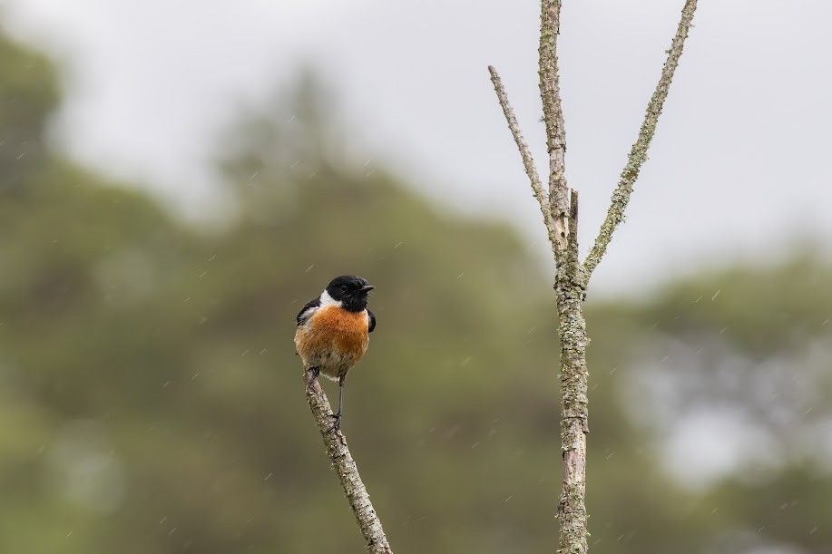 European Stonechat - ML647032707