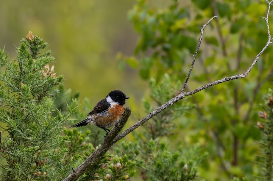 European Stonechat - ML647032709