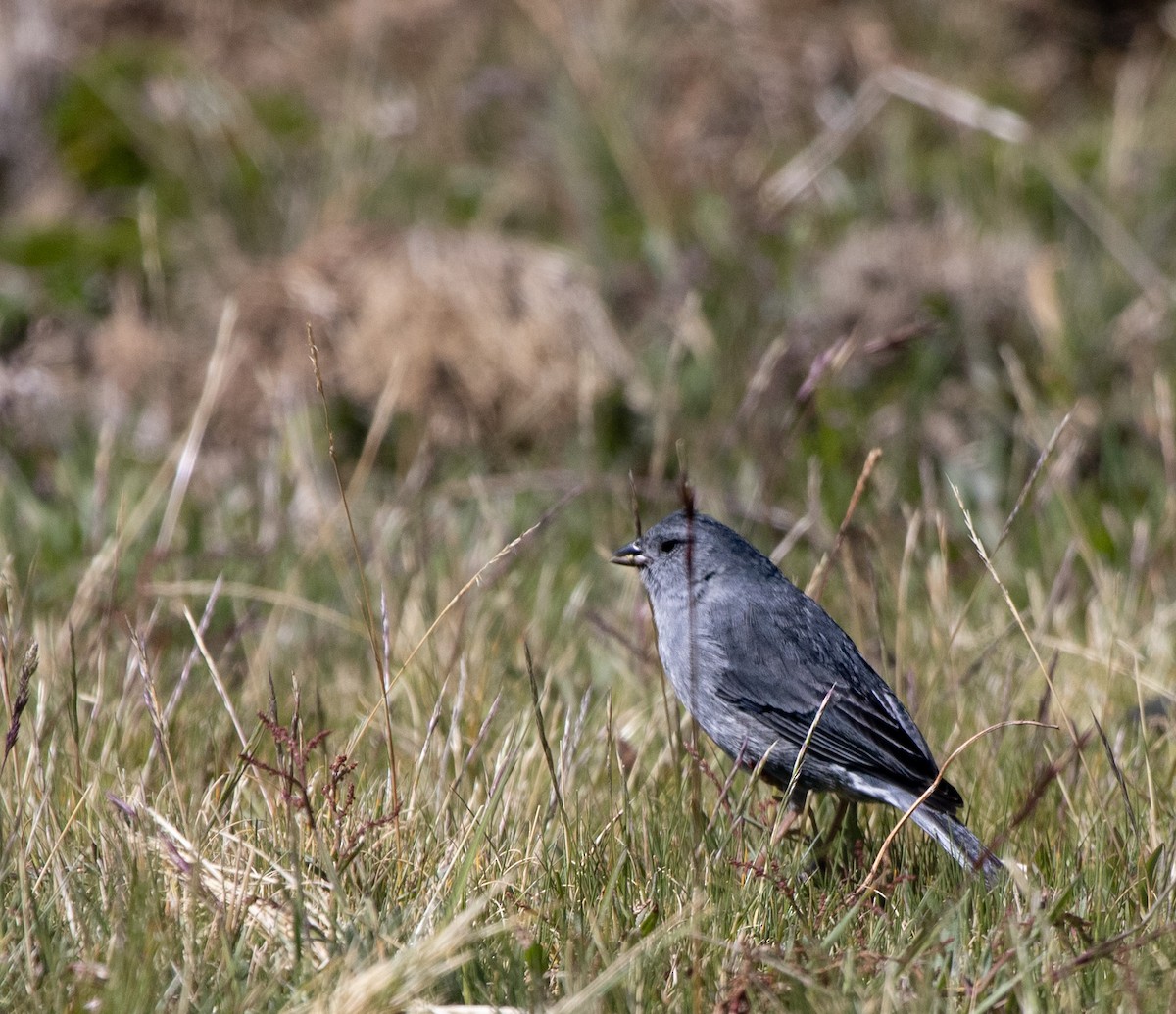 Plumbeous Sierra Finch - ML647032710
