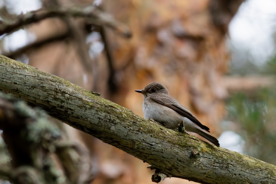 Spotted Flycatcher - ML647032711