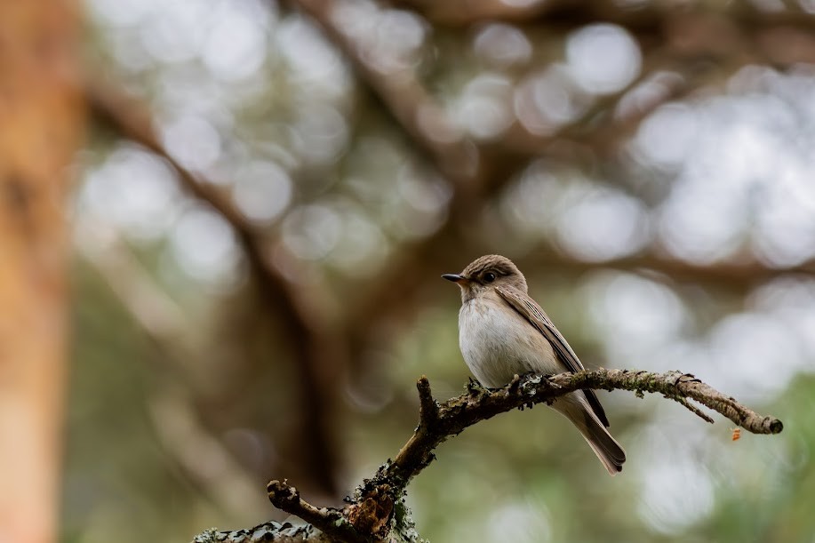 Spotted Flycatcher - ML647032712