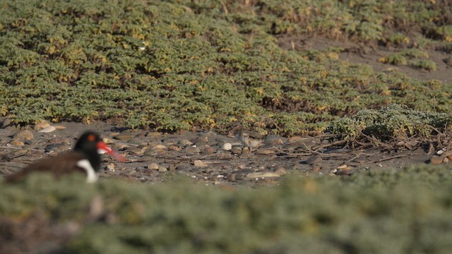 Кулик-сорока американський - ML647032722