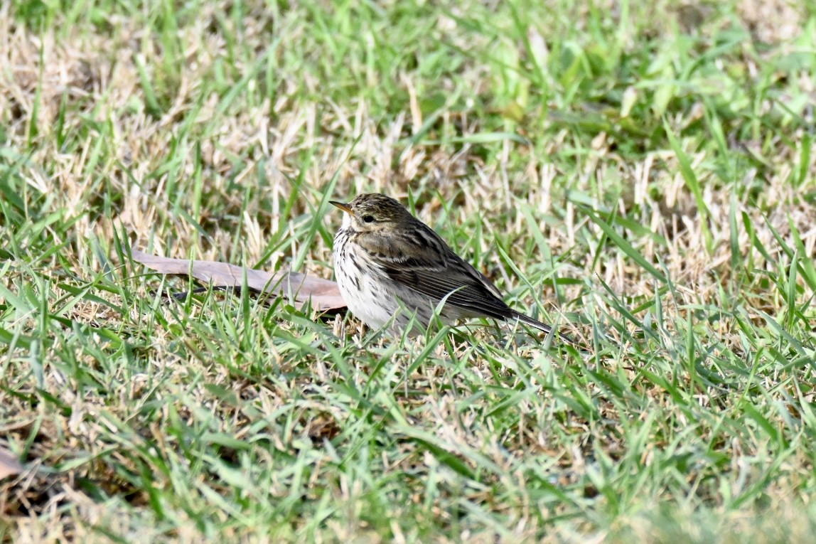 マキバタヒバリ - ML647032731