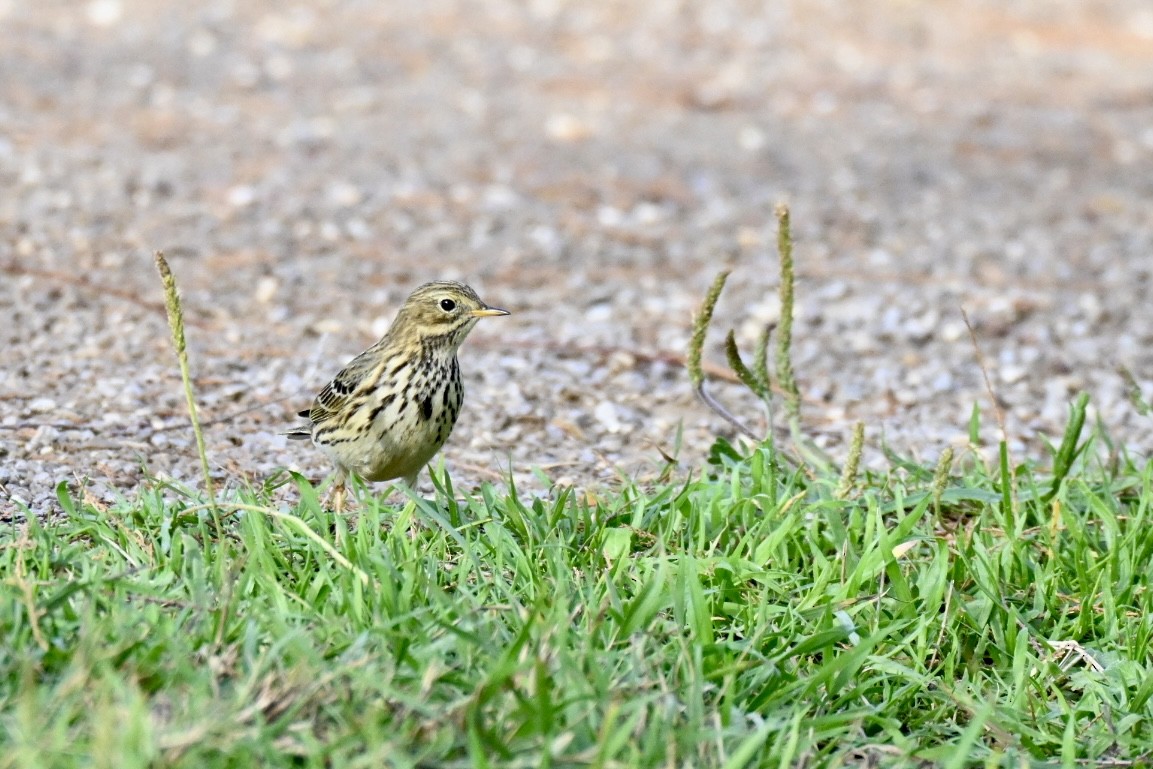 マキバタヒバリ - ML647032732